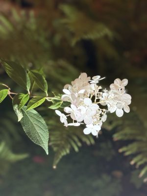 Visite du jardin de L’Ecole des Garçons