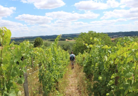 Vignoble et belles demeures en Vallée du Loir