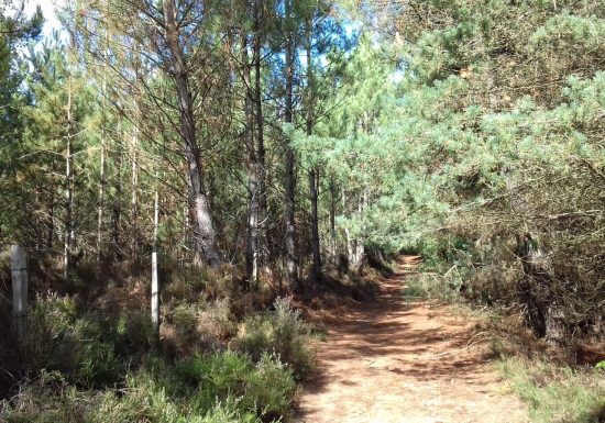Espace naturel sensible de la Forêt départementale et communale de Brette-les-Pins