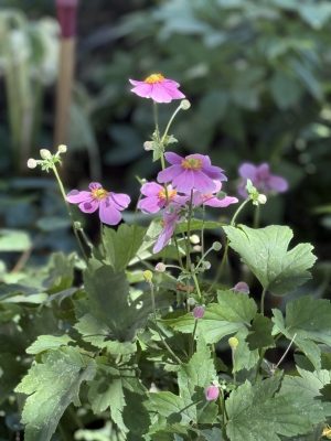 Visite du jardin de L’Ecole des Garçons