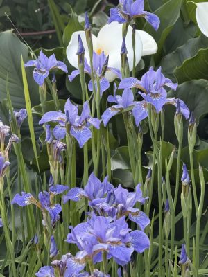 Visite du jardin de L’Ecole des Garçons