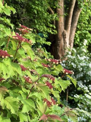 Visite du jardin de L’Ecole des Garçons