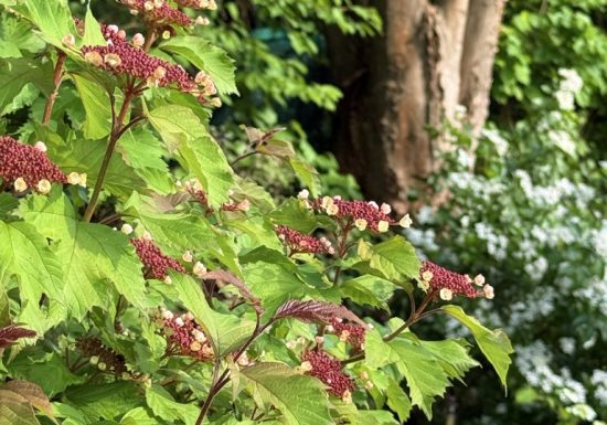 Visite du jardin de L’Ecole des Garçons