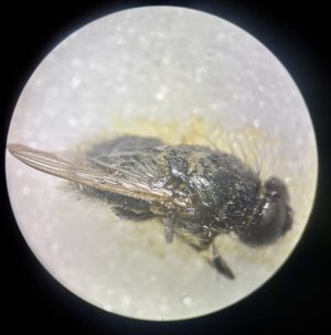 Atelier en famille “insectes et araignées”