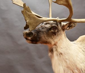Exposition “Les animaux s’emparent du musée”