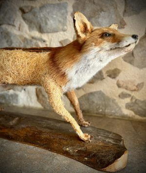 Rendez-vous science : la taxidermie, c’est trippant