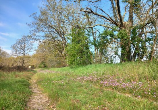 Rando Clim Sentier ENS Prairie de Cherré Aubigné Racan