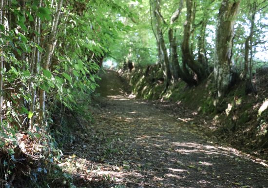 Rando Clim Parcours botanique, Chemin du boudin de son