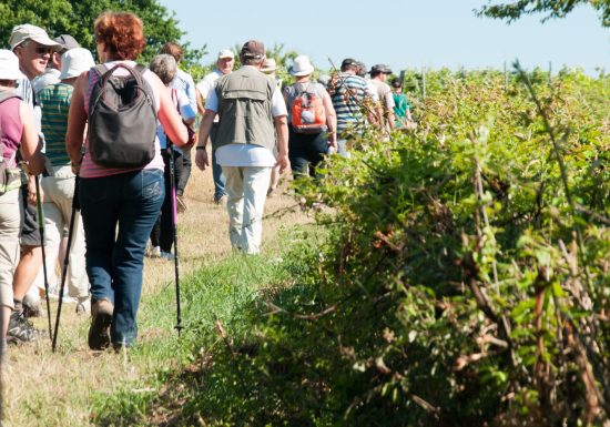 À travers les collines de Poncé-sur-Loir – Loir-en-Vallée