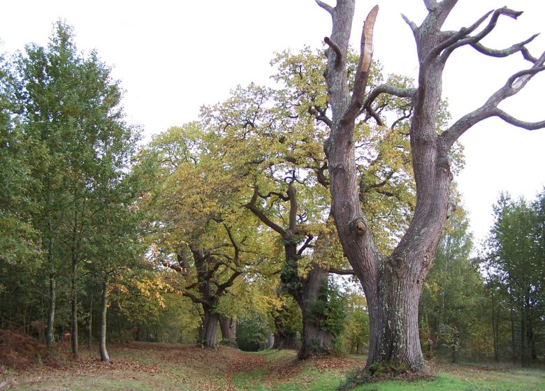 ENS des chataigneraies de la Naillerie et des Guillaumeries