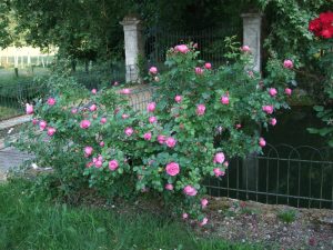 Jardin du château du Paty