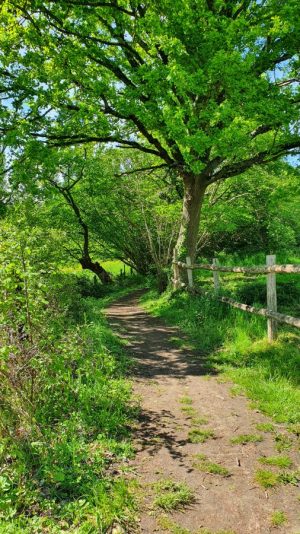 AUTOUR DU BOULEVARD NATURE : SARGÉ-LÈS-LE-MANS : AU COEUR DU BOCAGE