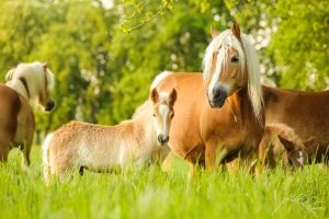 Haras de la Vallée des Haflinger