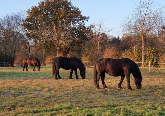 AUTOUR DU BOULEVARD NATURE : L’ARCHE DE LA NATURE, RANDONNÉE POUR TOUS PAR LA MAISON DE LA PRAIRIE