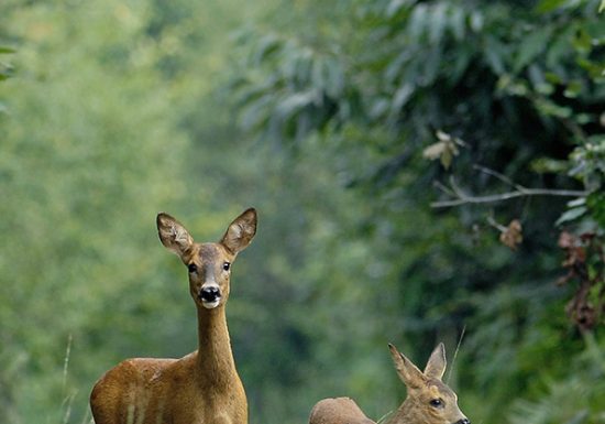 Lavernat – Aux portes de Bercé