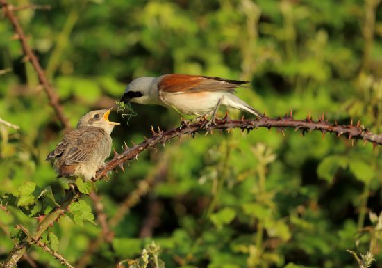 ENS des prairies de Cherré et du camp gallo-romain
