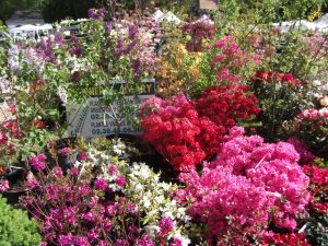 Courtanvaux Côté Jardin
