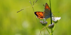 Prairies et roselières des Dureaux