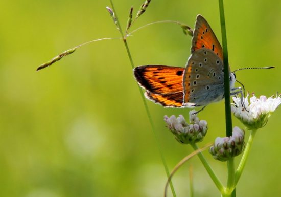 Prairies et roselières des Dureaux