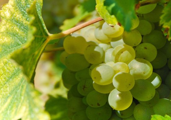 Cavier du Vaux Germain