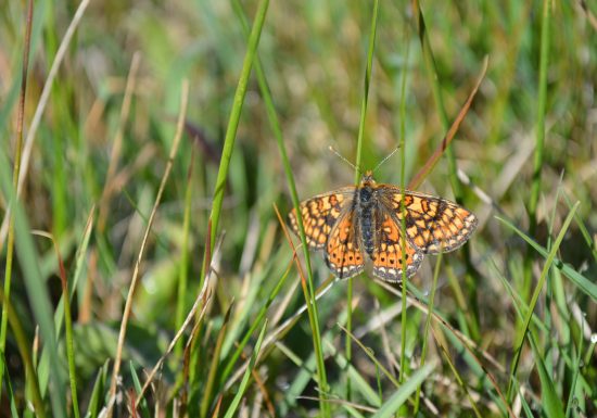 ENS des prairies de Cherré et du camp gallo-romain