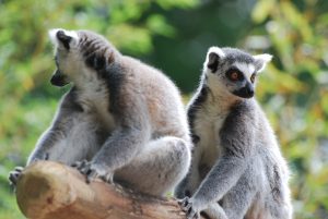 ZOO DE LA FLÈCHE