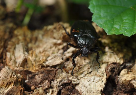 ENS des chataigneraies de la Naillerie et des Guillaumeries