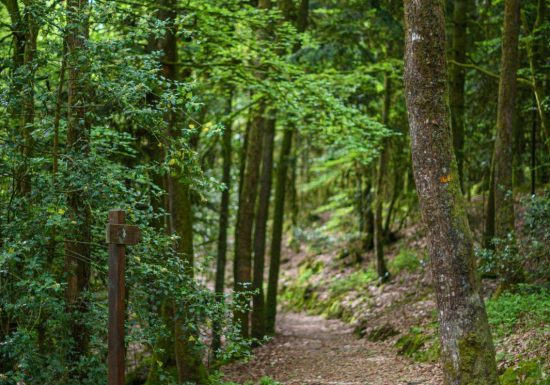 Forêt domaniale de Sillé