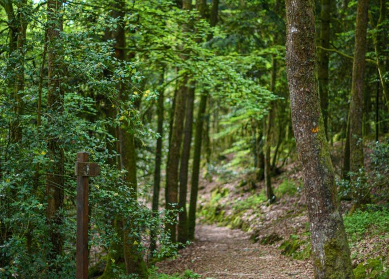 Forêt domaniale de Sillé