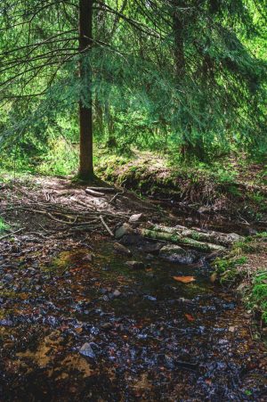 Forêt domaniale de Sillé