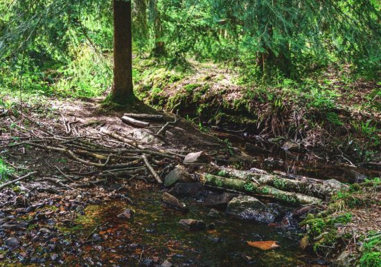 Forêt domaniale de Sillé