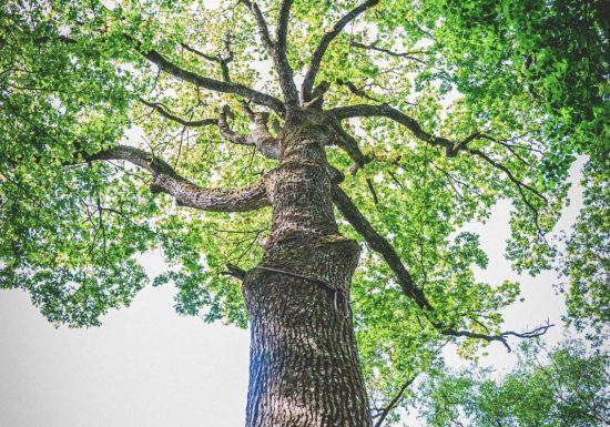 Forêt domaniale de Sillé
