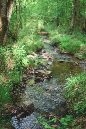 Forêt domaniale de Sillé