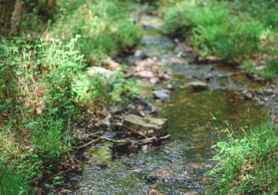Forêt domaniale de Sillé