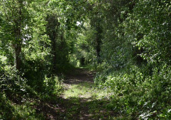 BOUCLE – FICHE N°15 – CIRCUIT NOTRE DAME DES CHAMPS – SAINT JEAN D’ASSÉ