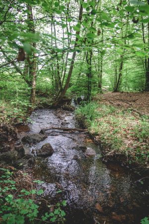 Forêt domaniale de Sillé