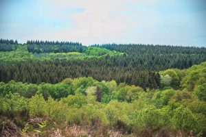 Forêt domaniale de Sillé