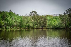 Forêt domaniale de Sillé