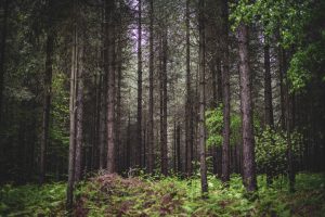 Forêt domaniale de Sillé