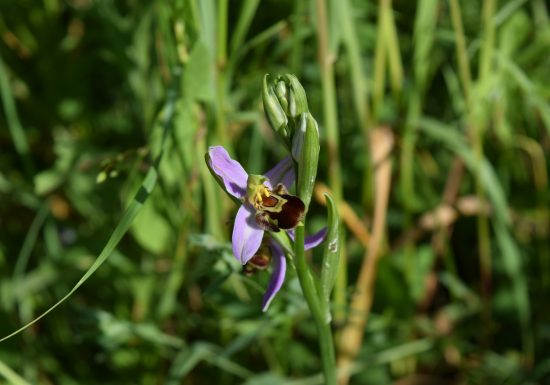 BOUCLE – FICHE N°2 – CIRCUIT DES ORCHIDÉES – BALLON SAINT MARS