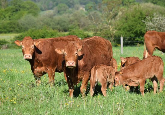 Aire de stationnement à la ferme