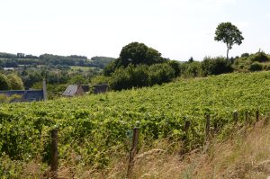 La ferme viticole du Cochon Zébré