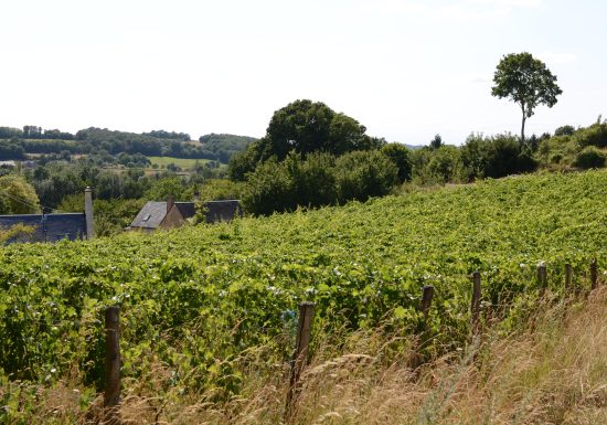 La ferme viticole du Cochon Zébré