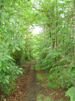 N°37 : Circuit des Sapins des Pauvres