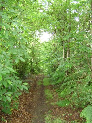 CIRCUIT N°37 : CIRCUIT DES SAPINS DES PAUVRES – SAINT-MARS-DE-LOCQUENAY