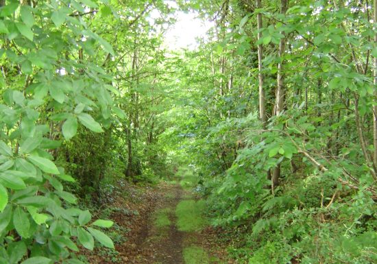 Les Sapins des Pauvres