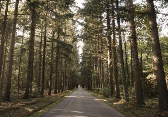 Circuit de la forêt