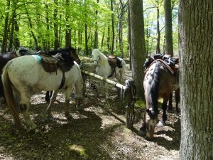 PARIGNE CHEVAL AVENTURES