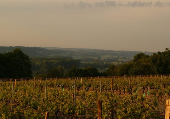 Domaine viticole La Raderie