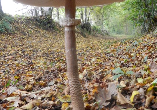 N°6 : Balade en Maine Saosnois